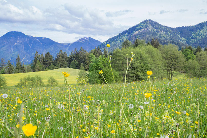 Tegensee7